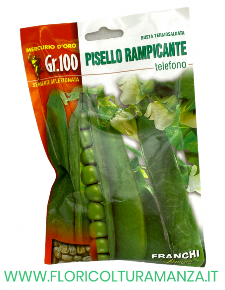 PISELLO RAMPICANTE