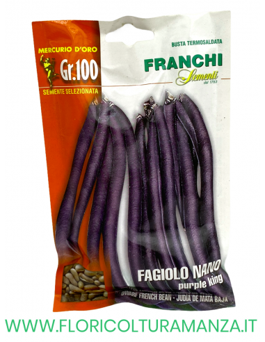 FAGIOLO NANO PURPLE KING