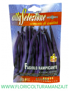 FAGIOLO RAMPICANTE A COSSE VIOLETTE
