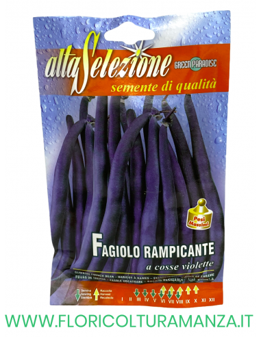 FAGIOLO RAMPICANTE A COSSE VIOLETTE