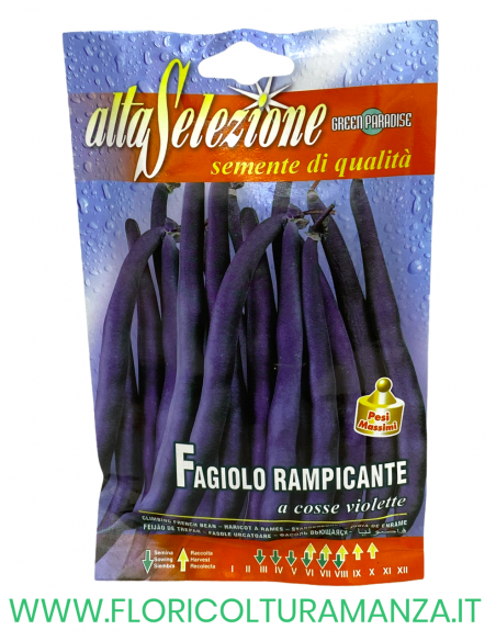 FAGIOLO RAMPICANTE A COSSE VIOLETTE