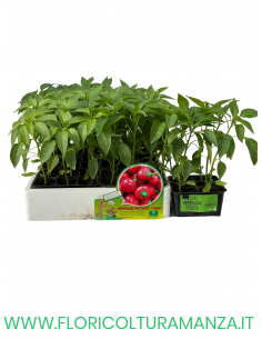 🌶️ Peperone Piccante Tondo