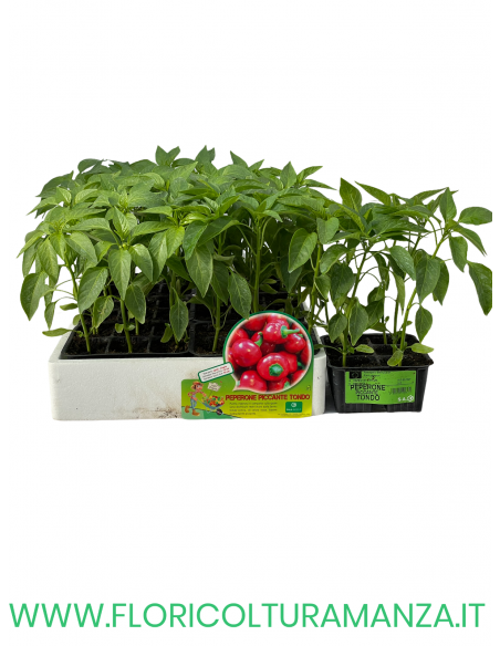🌶️ Peperone Piccante Tondo