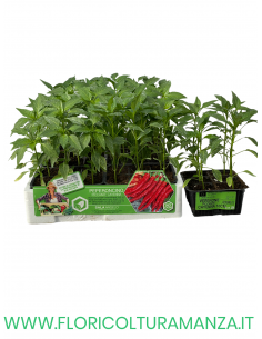 🌶️ Peperoncino Cayenna