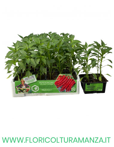 🌶️ Peperoncino Cayenna