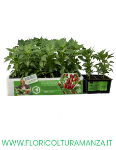 🌶️ Peperoncino Piccante Lungo a Mazzetto
