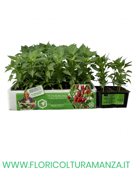 🌶️ Peperoncino Piccante Lungo a Mazzetto