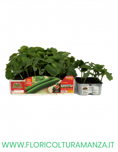 🥒 Cetriolo Burpless Digeribile