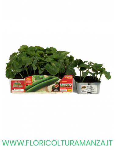 🥒 Cetriolo Burpless Digeribile
