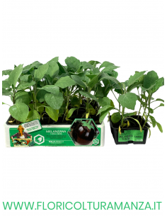 🍆 Melanzana Tonda Nera