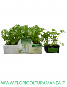 🌿 Sedano Bianco
