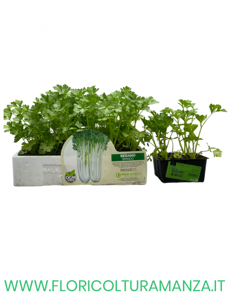 🌿 Sedano Bianco