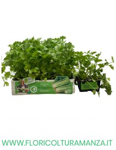 🌿 Sedano Verde
