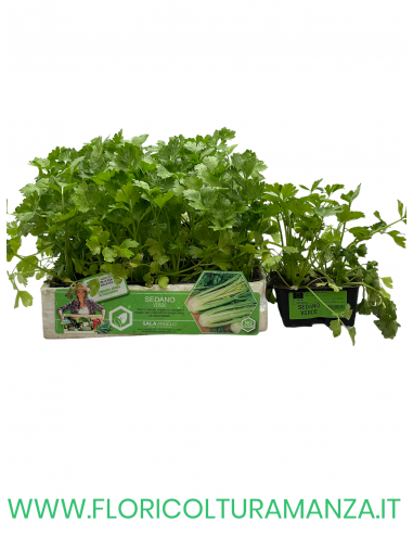 🌿 Sedano Verde