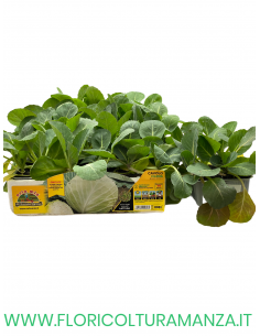 🥬 Cavolo Cappuccio Precoce Cilema