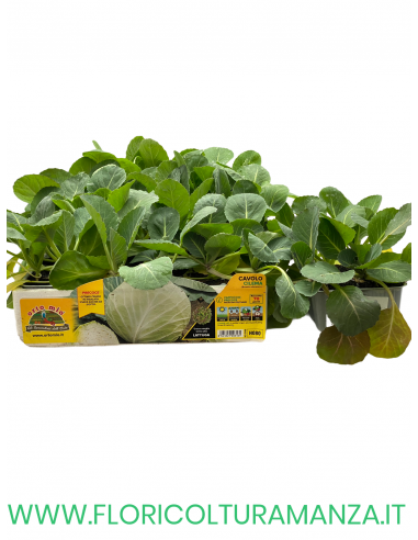 🥬 Cavolo Cappuccio Precoce Cilema