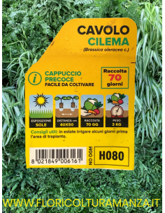 🥬 Cavolo Cappuccio Precoce Cilema 2