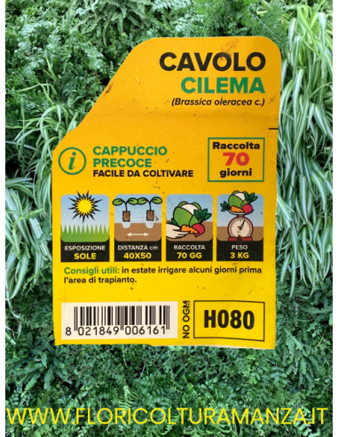 🥬 Cavolo Cappuccio Precoce Cilema