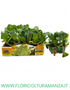🥬 Cavolo Cappuccio a Cuore Sonsma