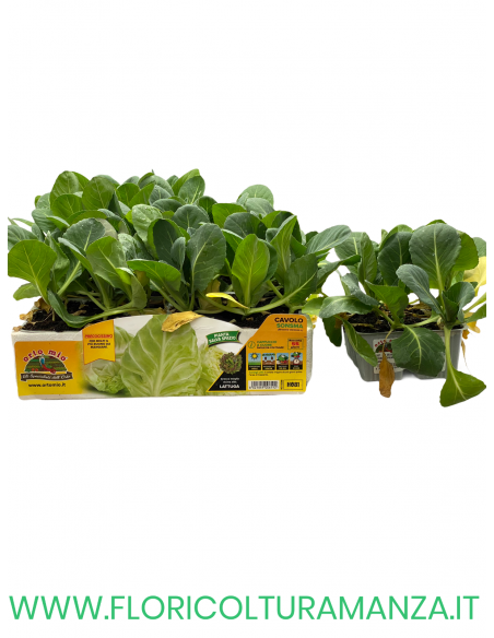 🥬 Cavolo Cappuccio a Cuore Sonsma