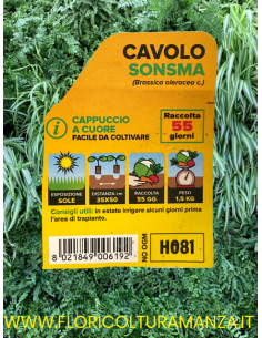 🥬 Cavolo Cappuccio a Cuore Sonsma 2