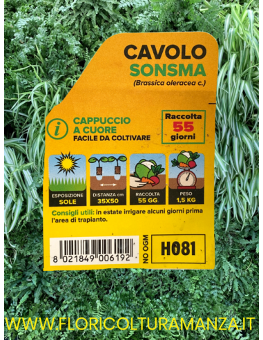 🥬 Cavolo Cappuccio a Cuore Sonsma