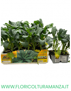 🥬 Cavolo Nero di Toscana