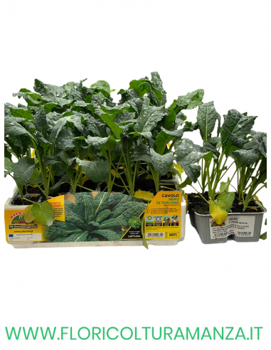🥬 Cavolo Nero di Toscana