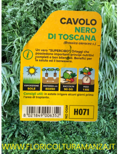 🥬 Cavolo Nero di Toscana 2