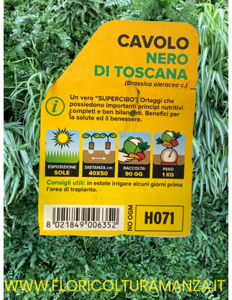 🥬 Cavolo Nero di Toscana