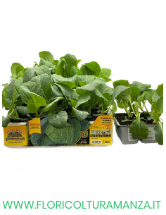 🥬 Cavolo Verza Estoril