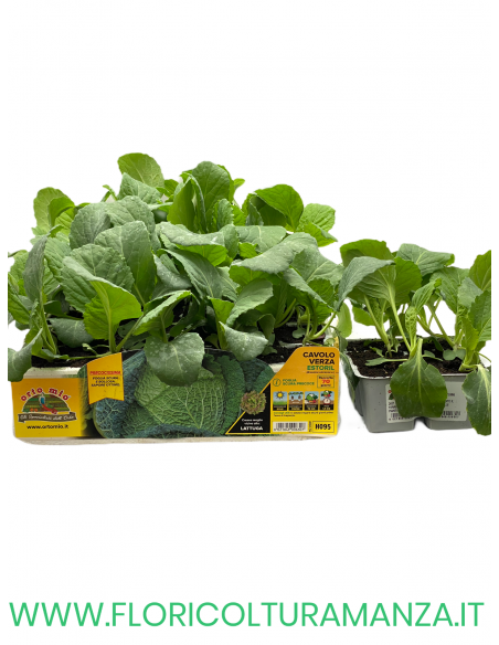 🥬 Cavolo Verza Estoril