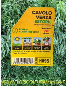 🥬 Cavolo Verza Estoril 2