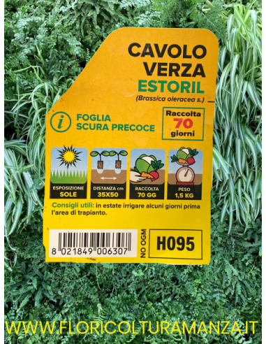 🥬 Cavolo Verza Estoril