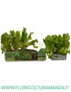 🥬 Lattuga Canasta