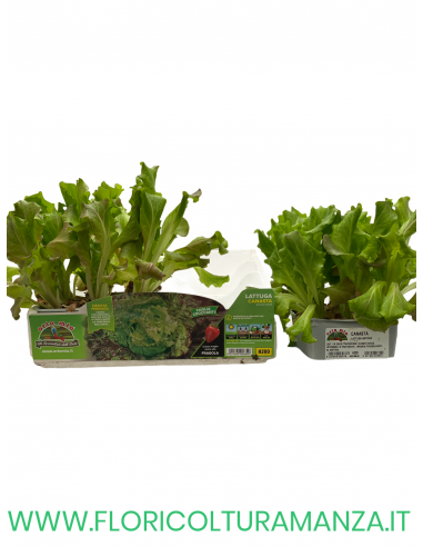 🥬 Lattuga Canasta