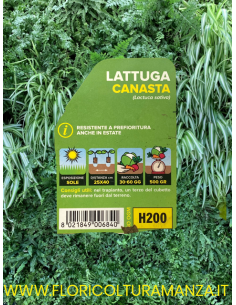 🥬 Lattuga Canasta 2