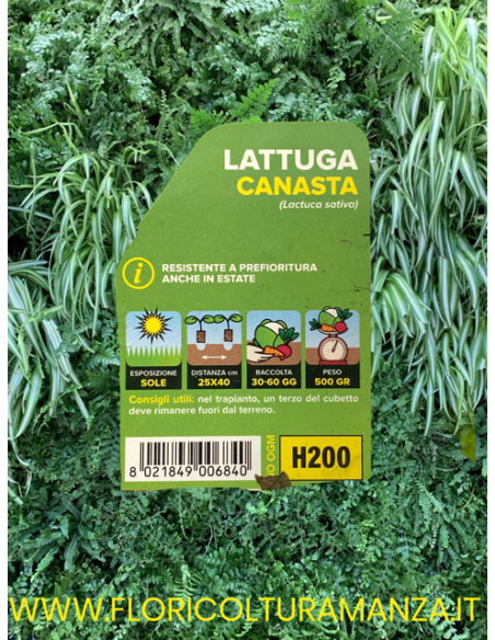🥬 Lattuga Canasta