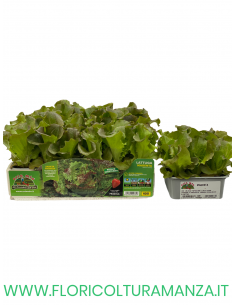 🥬 Lattuga Super Canasta