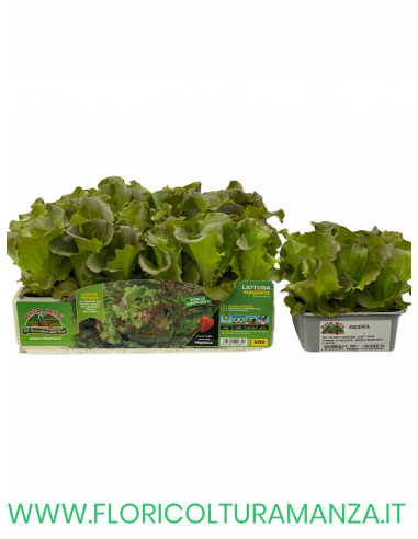 🥬 Lattuga Super Canasta