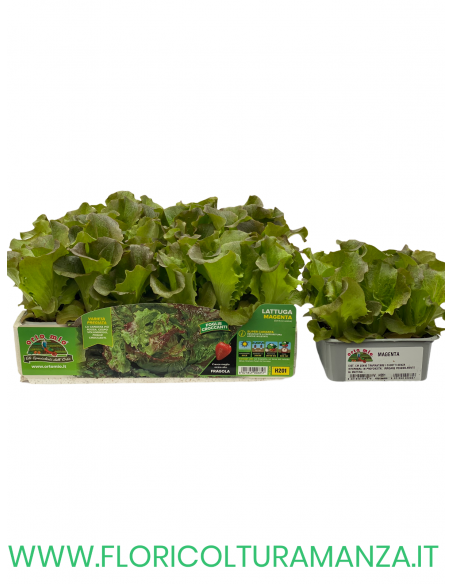 🥬 Lattuga Super Canasta