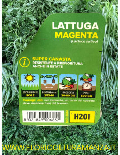 🥬 Lattuga Super Canasta 2