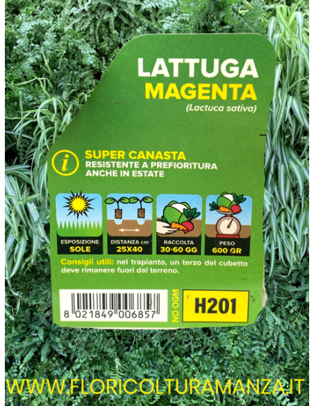 🥬 Lattuga Super Canasta