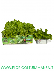 🥬 Lattuga Regina dei Ghiacci