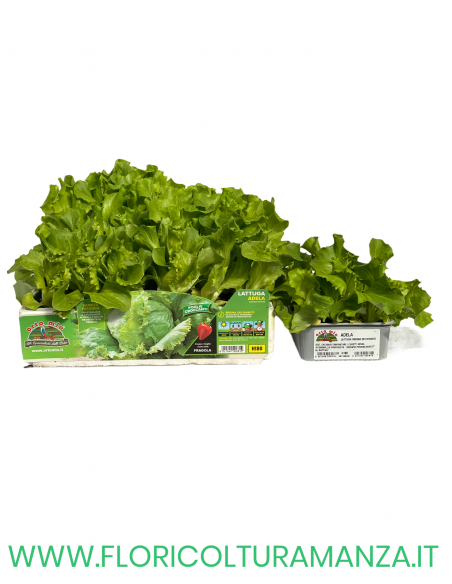 🥬 Lattuga Regina dei Ghiacci