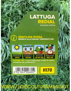 🥬 Lattuga Gentilina Rossa Redial 2