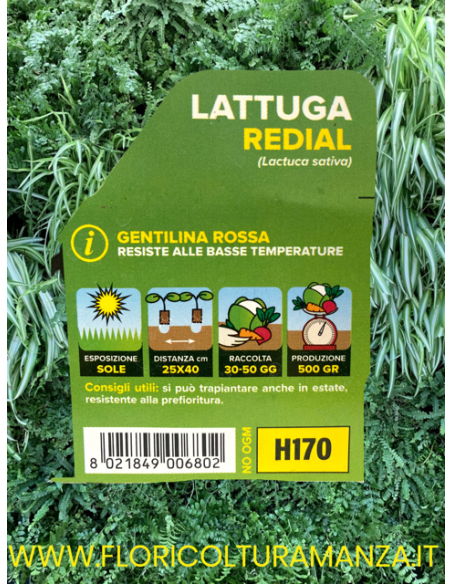 🥬 Lattuga Gentilina Rossa Redial