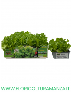🥬 Lattuga Gentilina Bionda Impulsion