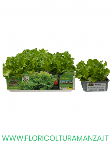 🥬 Lattuga Gentilina Bionda Impulsion