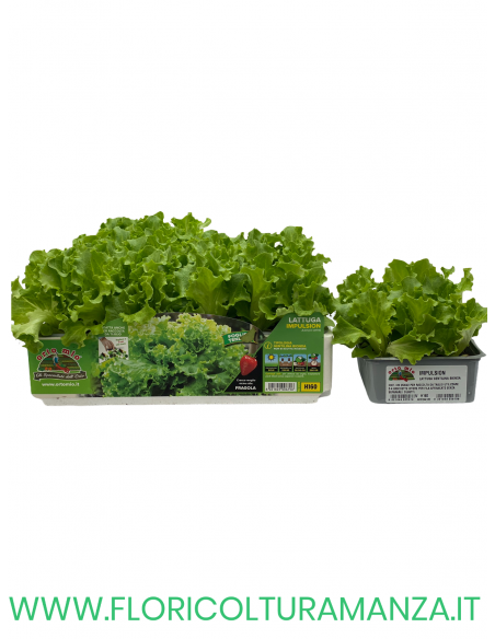 🥬 Lattuga Gentilina Bionda Impulsion